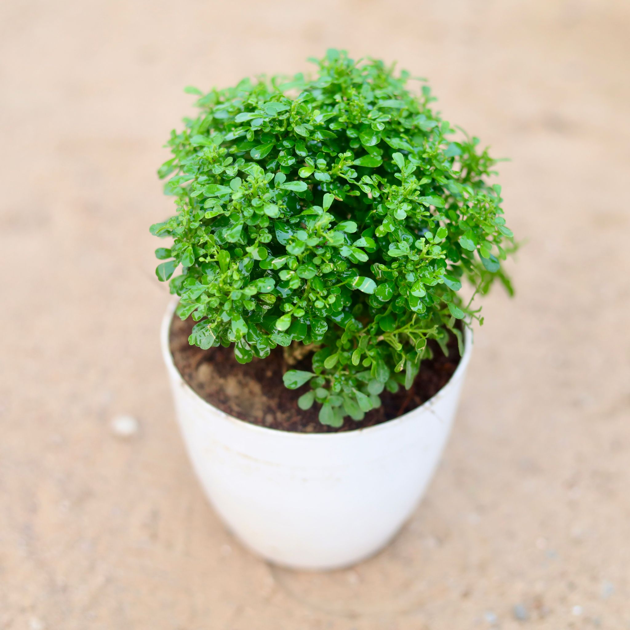 Table Kamini in 5 Inch White nursery Pot