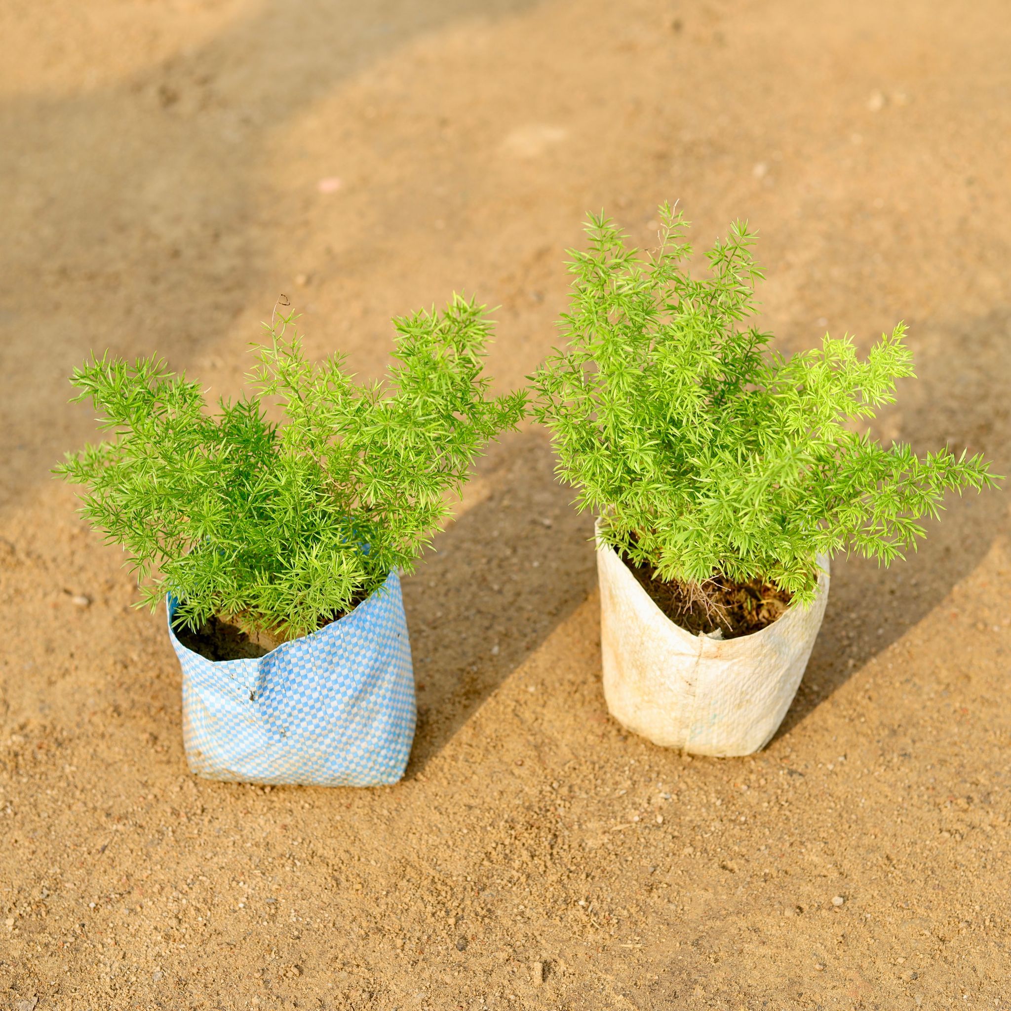 Set of 2 - Fox Tail Mary Plant in 4 Inch Nursery Bag