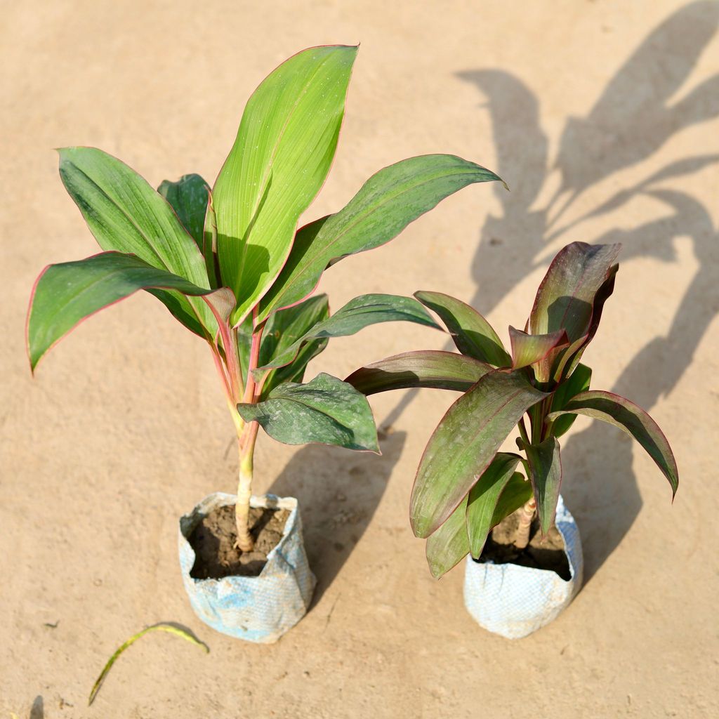 Buy Set of 2 - Dracaena (Kedarnath & Rosea) in 4 Inch Nursery Bag Online | Urvann.com Set of 2 - Dracaena (Kedarnath & Rosea) in 4 Inch Nursery Bag