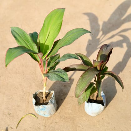 Buy Set of 2 - Dracaena (Kedarnath & Rosea) in 4 Inch Nursery Bag Online | Urvann.com