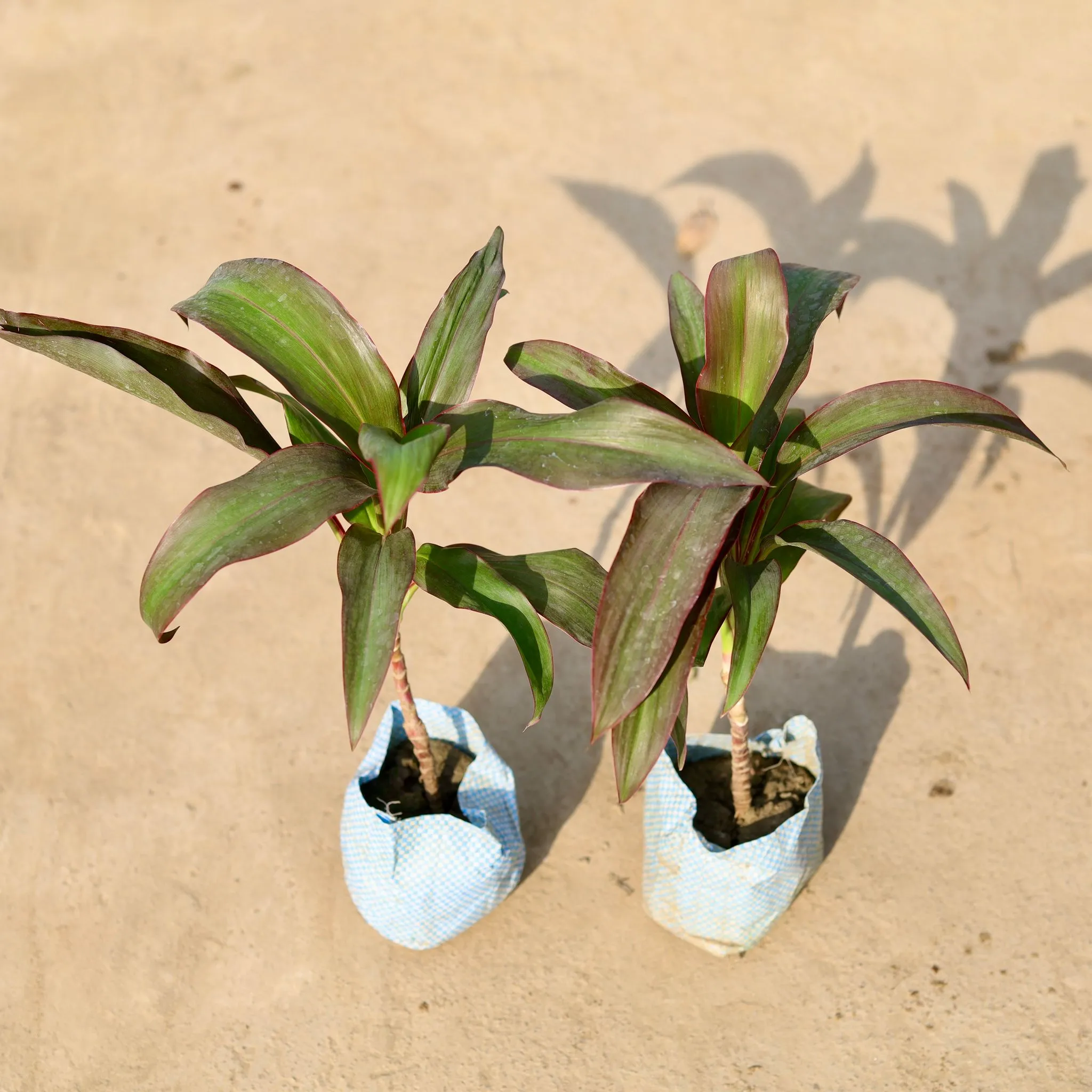 Set of 2 - Dracaena Rosea in 4 Inch Nursery Bag