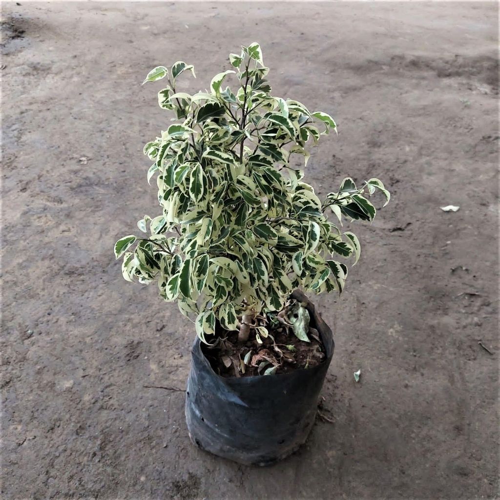 Ficus Starlight in 6 Inch Nursery Bag