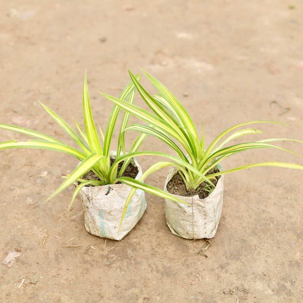 Set of 2 - Golden Spider in 5 Inch Nursery Bag