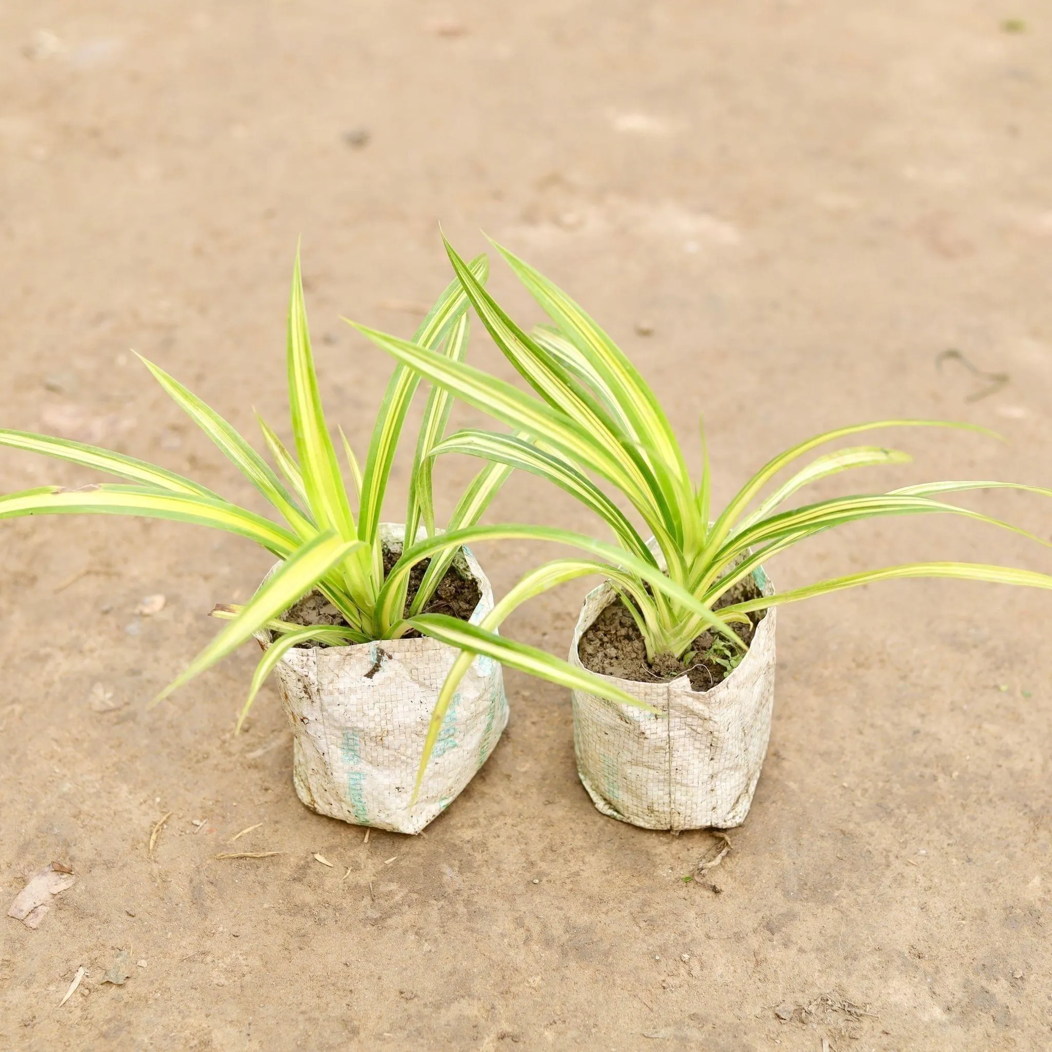 Set of 2 - Golden Spider in 5 Inch Nursery Bag
