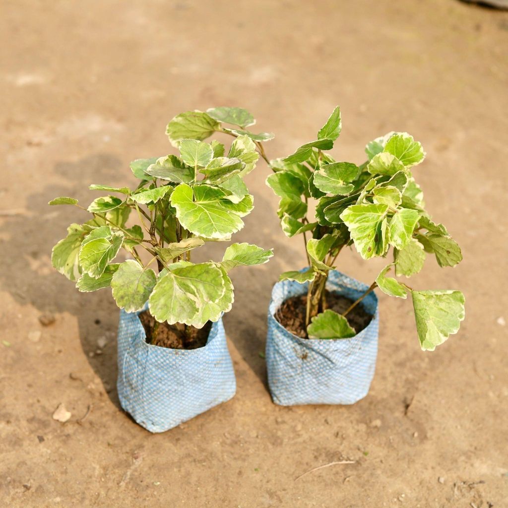 Set of 2 - Aralia Apple in 4 Inch Nursery Bag
