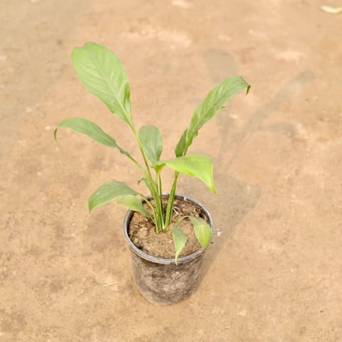 Peace Lily in 5 Inch Nursery Pot