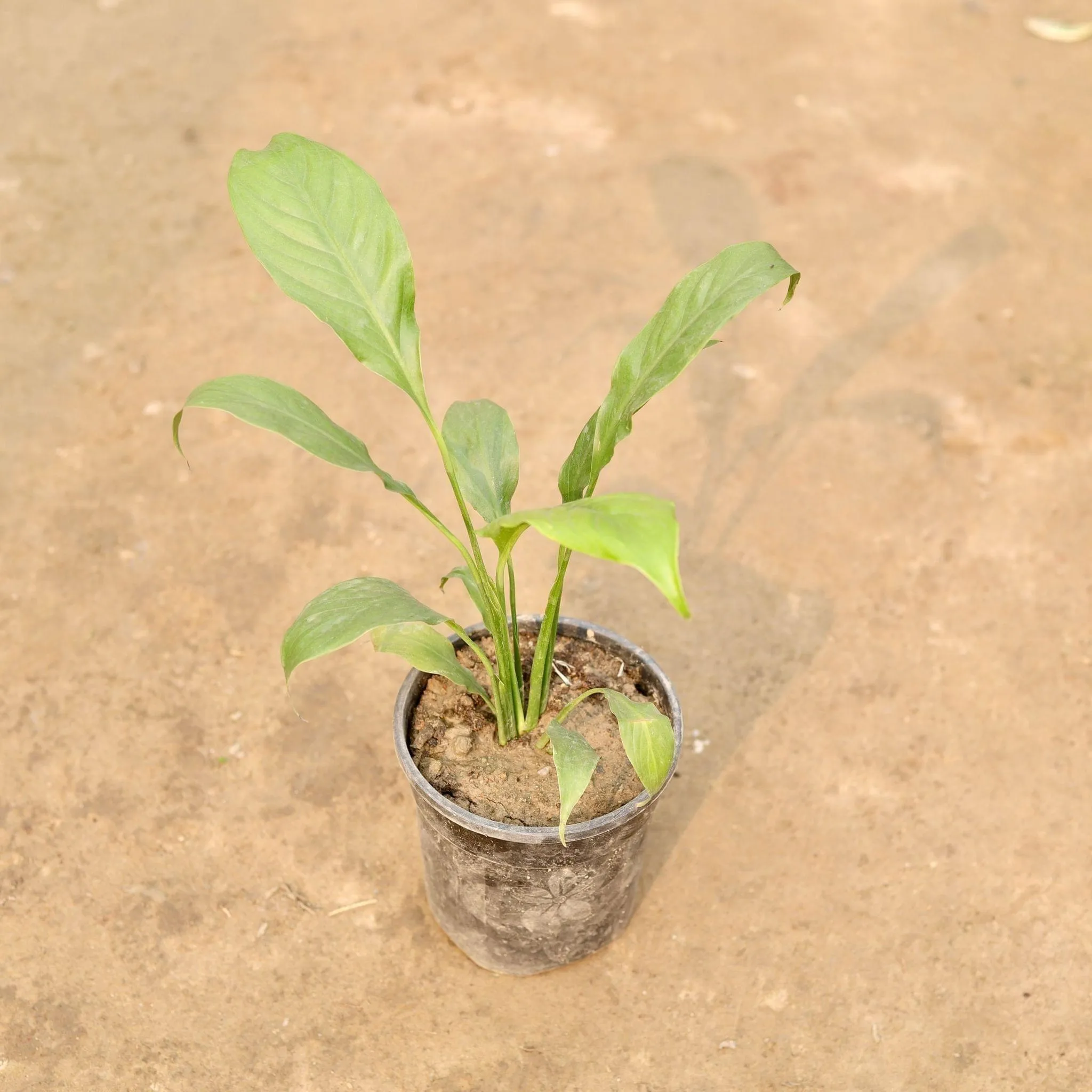 Peace Lily in 5 Inch Nursery Pot