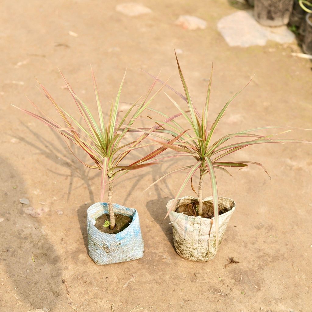 Set of 2 - Dracaena colorama / Marginata in 5 Inch Nursery Bag