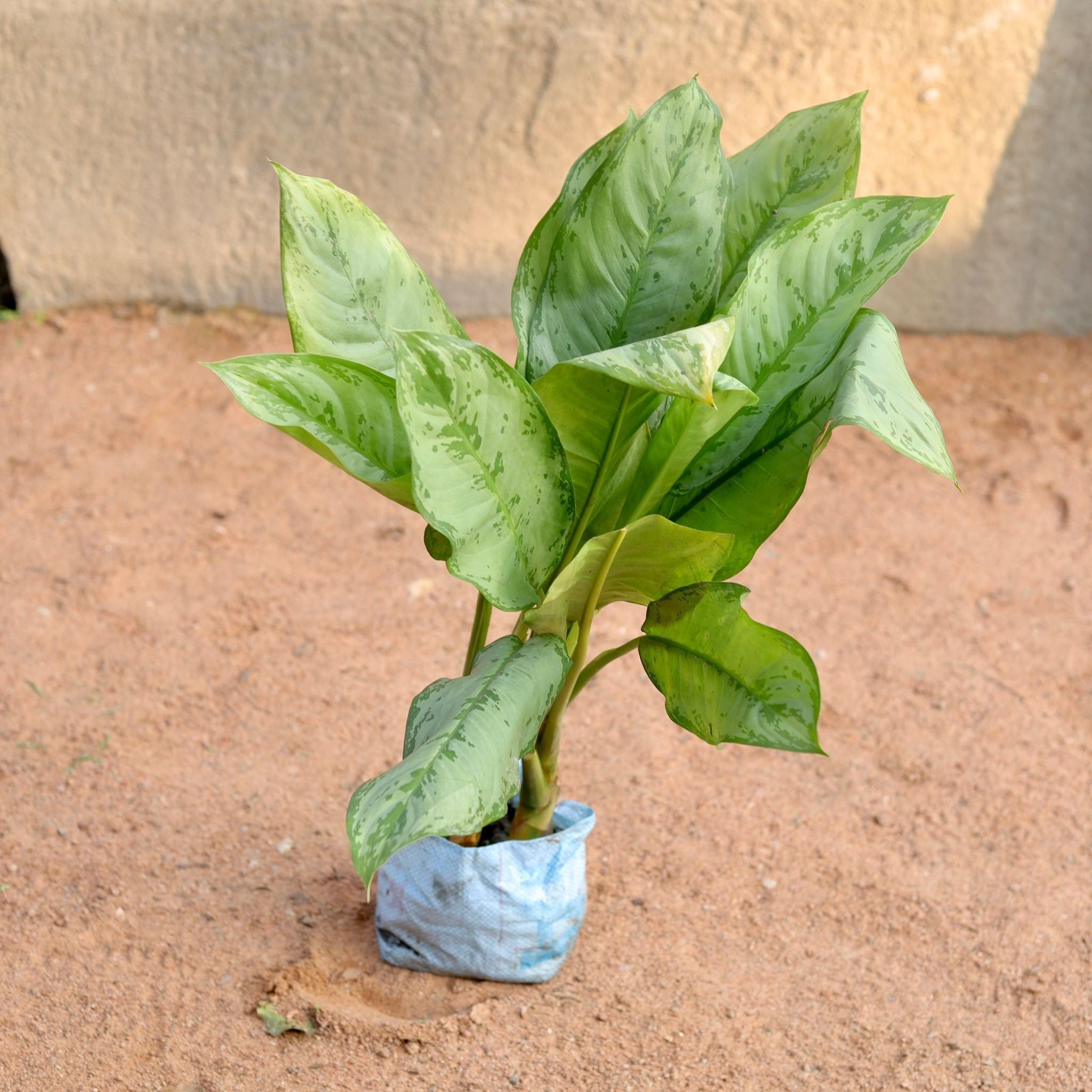 Aglaonema Silver Queen (~1-1.5 ft) in 7 Inch Nursery Bag