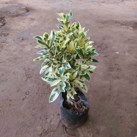 Safari Ficus in 6 Inch Nursery Bag