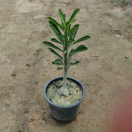 Buy Adenium Pink  in 6 Inch Plastic Pot Online | Urvann.com