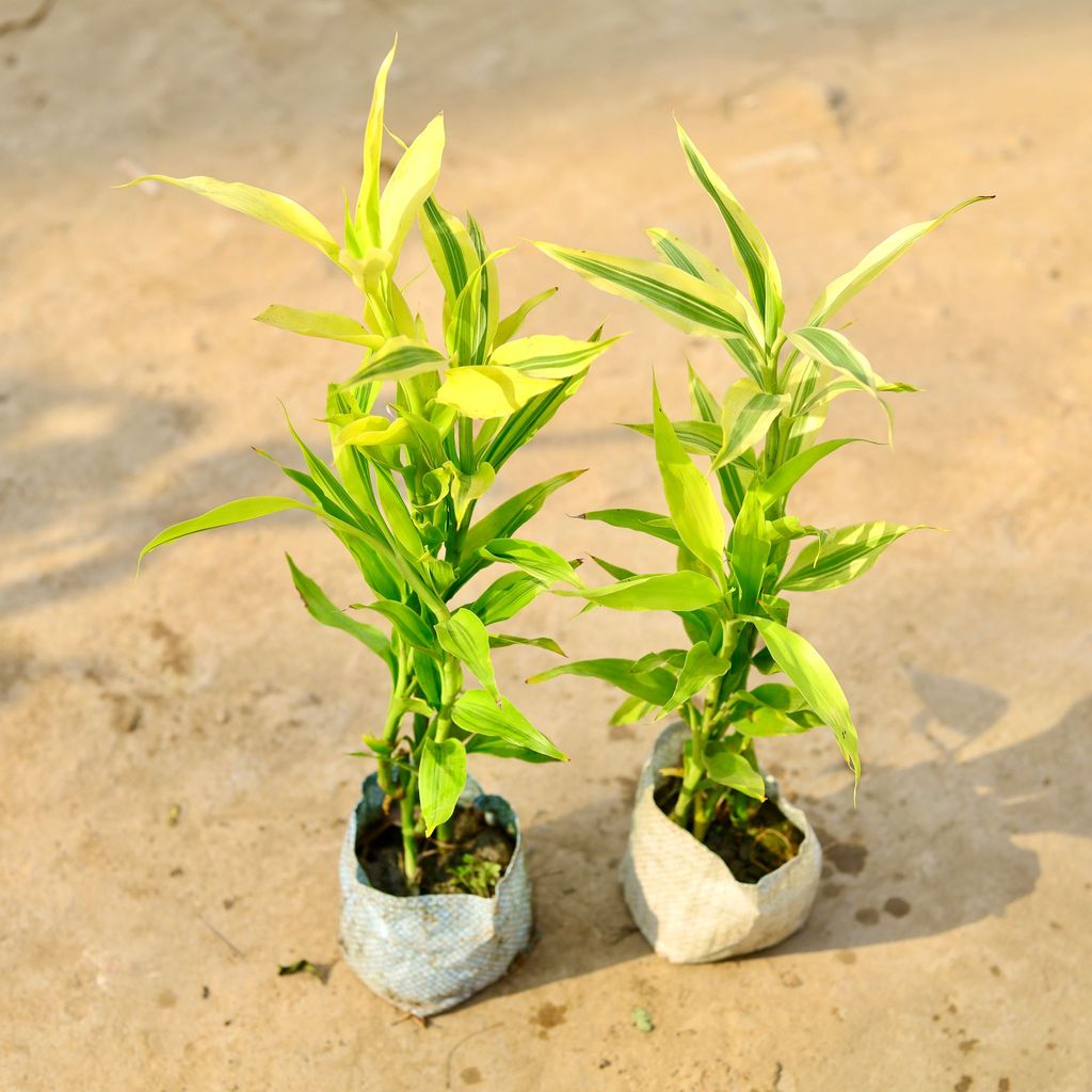 Buy Set of 2 - Golden Lucky Bamboo in 4 Inch Nursery Bag Online | Urvann.com Set of 2 - Golden Lucky Bamboo in 4 Inch Nursery Bag