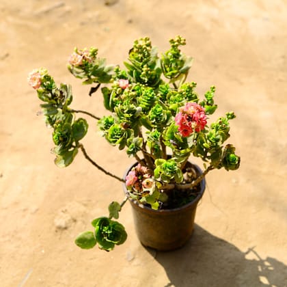 Buy Kalanchoe Flowery Succulent (any colour) in 6 Inch Nursery Pot Online | Urvann.com