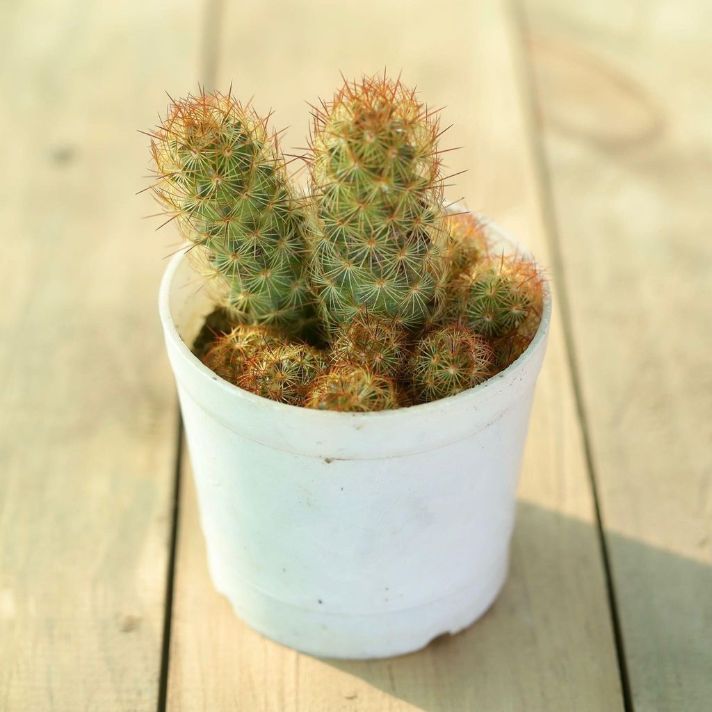 Mammillaria Elongata Cactus in 3 Inch Nursery Pot