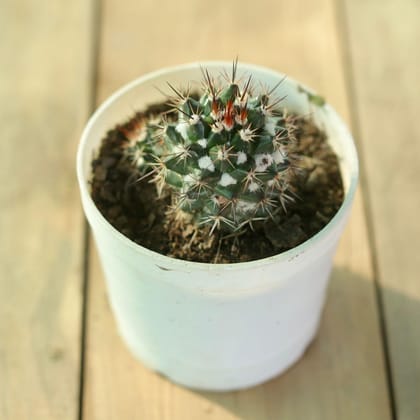 Mammillaria Voburnensis Cactus in 3 Inch Nursery Pot