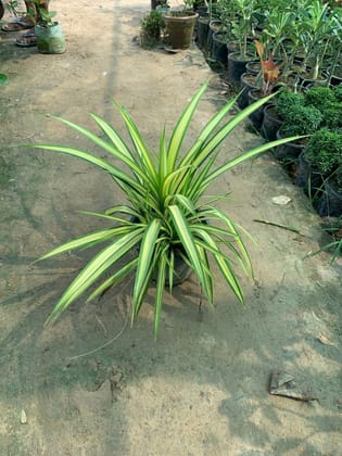 Buy Pandanus in 8 Inch Plastic Pot Online | Urvann.com