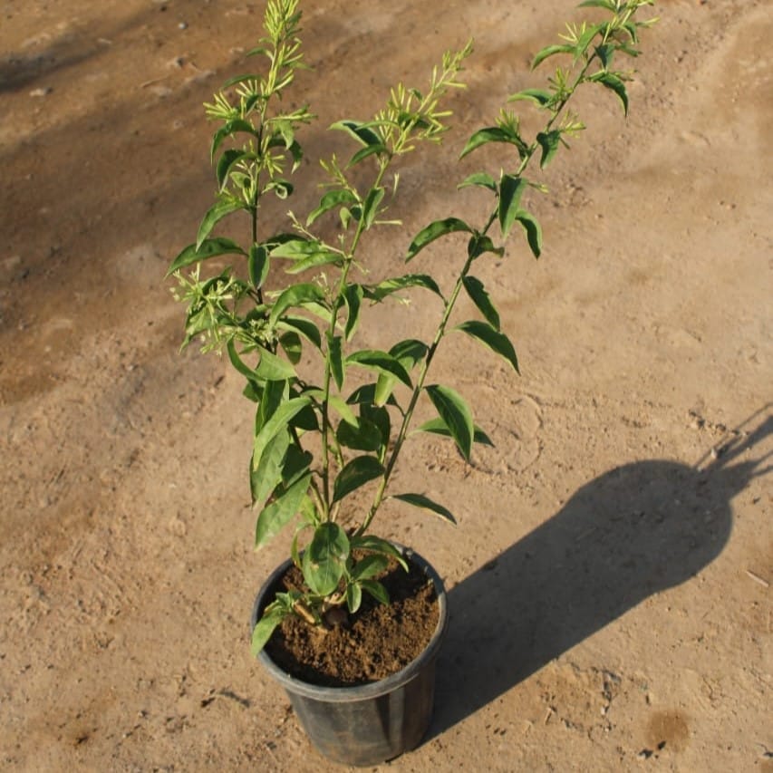 Raat Ki Rani/Night Blooming Jasmin in 8 Inch Nursery bag