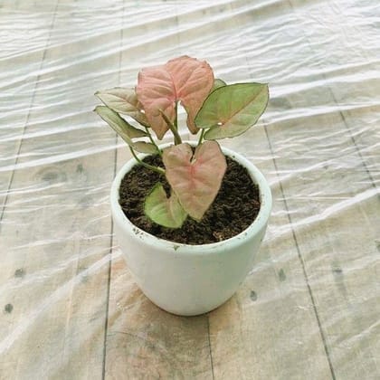 Syngonium Pink in 4 Inch White Ceramic Pot