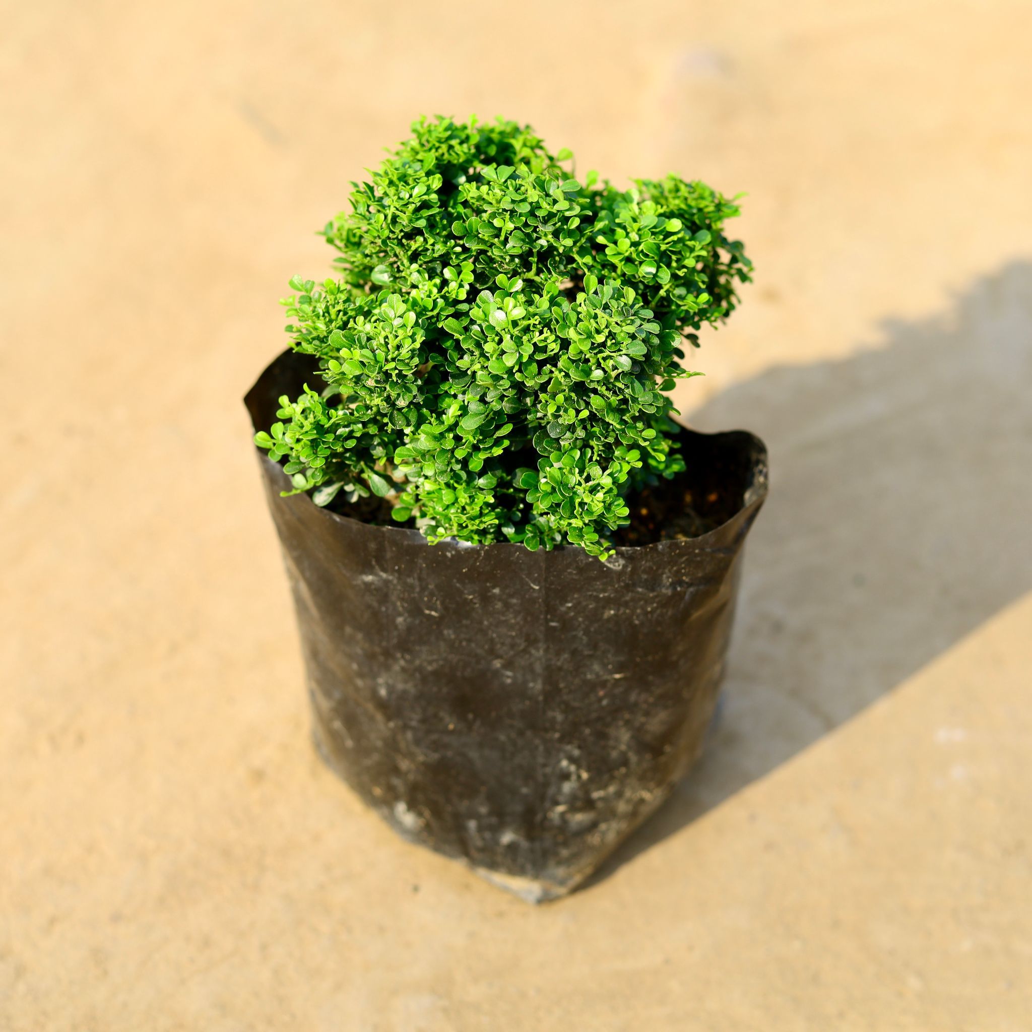 Table Kamini Ball in 4 Inch Nursery Bag