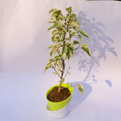 Buy Ficus Starlight in 4 Inch Leafy Green Dublin Self Watering Pot Online | Urvann.com
