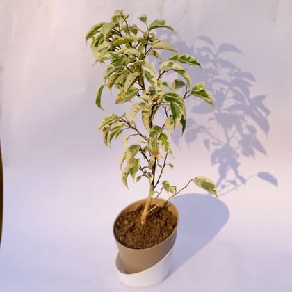 Buy Ficus Starlight in 4 Inch Earthy Brown Dublin Self Watering Pot Online | Urvann.com