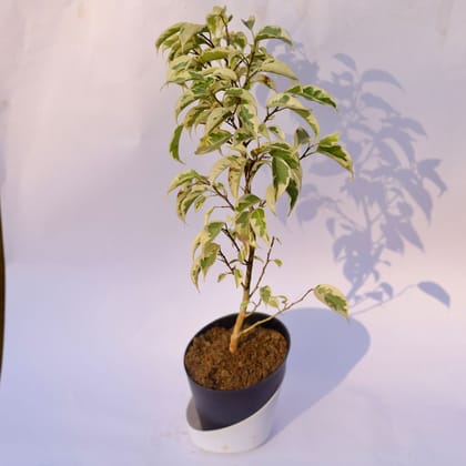 Buy Ficus Starlight in 4 Inch Solid Black Dublin Self Watering Pot Online | Urvann.com
