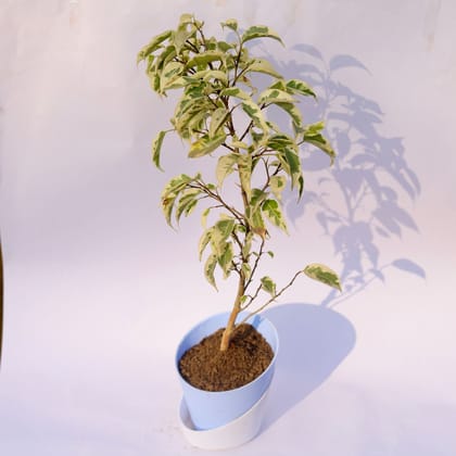 Buy Ficus Starlight in 4 Inch Aqua Blue Dublin Self Watering Pot Online | Urvann.com