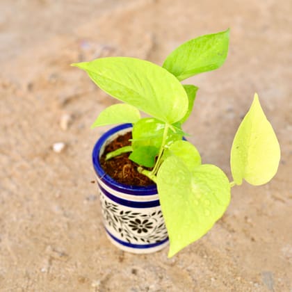 Buy Golden Money Plant in 4 Inch Classy Cylindrical Ceramic Pot (any colour & design) Online | Urvann.com