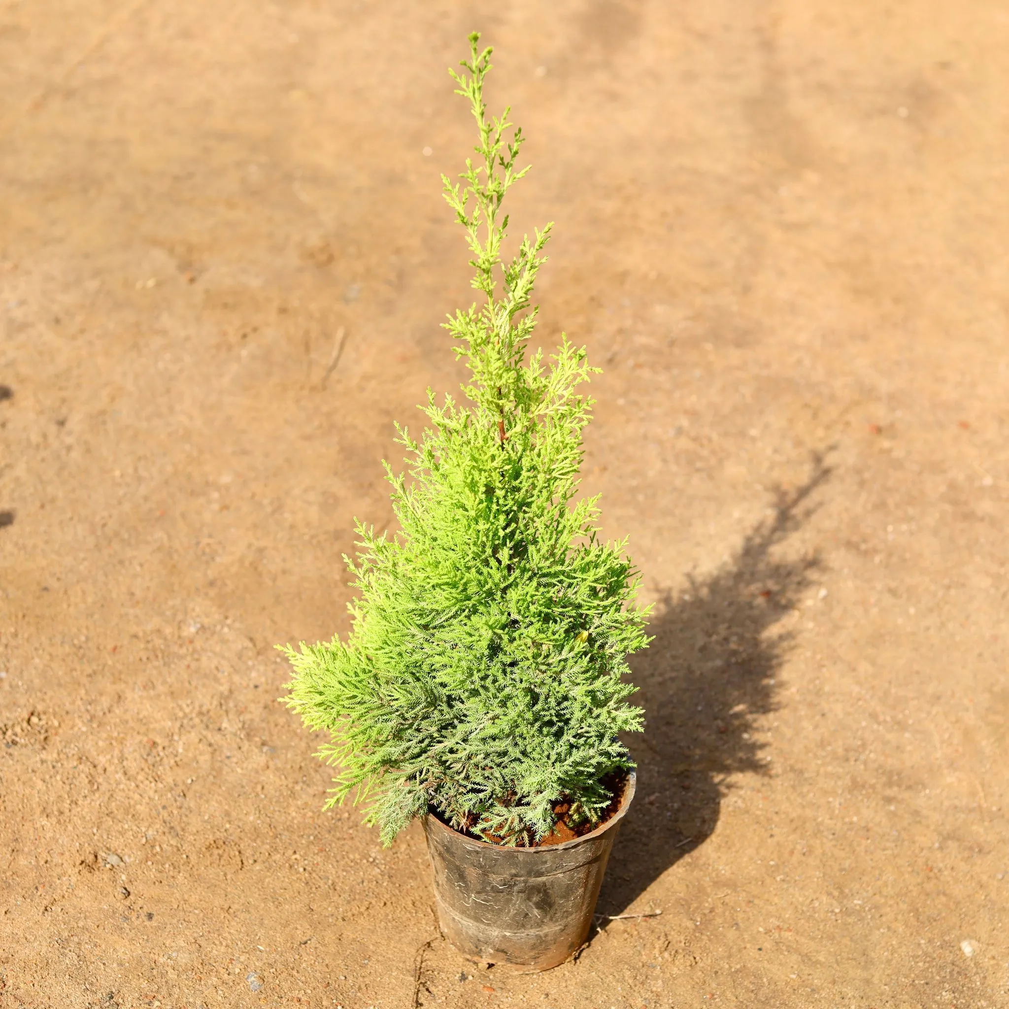 Cypress Golden in 8 Inch Nursery Pot