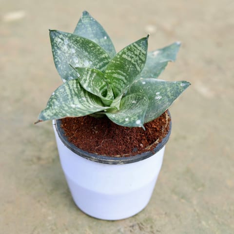 Snake Green Dwarf in 4 Inch round Plastic Pot (any colour)