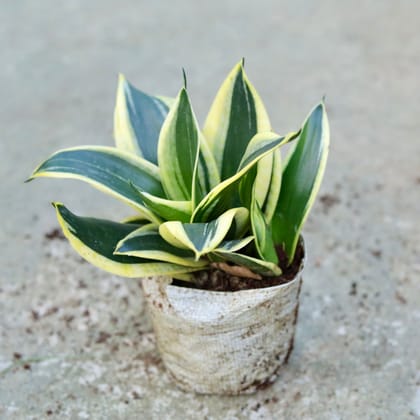 Buy Snake Dwarf yellow In 5 Inch Nursery bag Online | Urvann.com