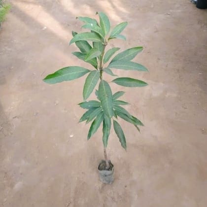Buy Mango Grafted In 4 Inch Nursery Bag Online | Urvann.com