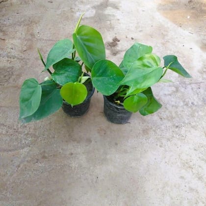 Buy Set of 2 - Oxycardium Green in 5 Inch Nursery Pot Online | Urvann.com