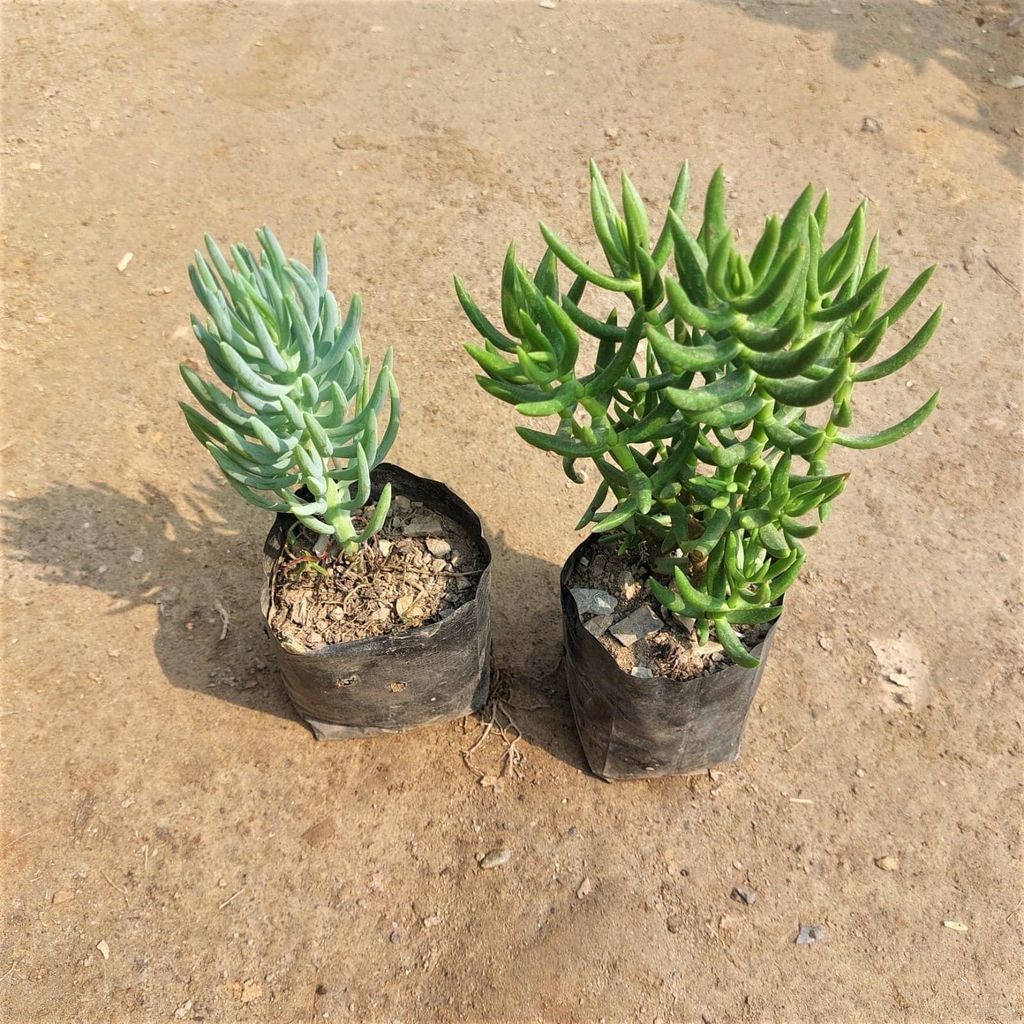 Buy Set of 2 Sedum Brush & Green Succulent In 3 Inch Nursery Bag Online | Urvann.com Set of 2 Sedum Brush & Green Succulent in 3 Inch Nursery Bag