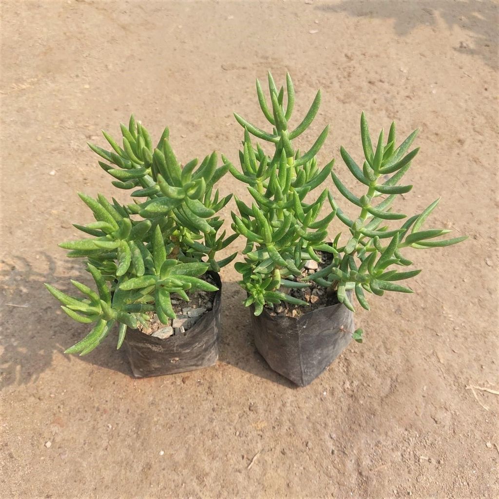 Set of 2 - Sedum Brush Green Succulent in 3 Inch Nursery Bag