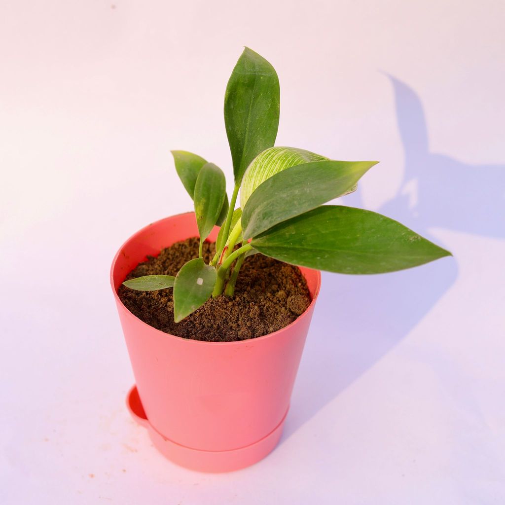 Buy Philodendron Birkin in 4 Inch Pink Florence Self Watering Pot Online | Urvann.com Philodendron Birkin in 4 Inch Pink Florence Self Watering Pot