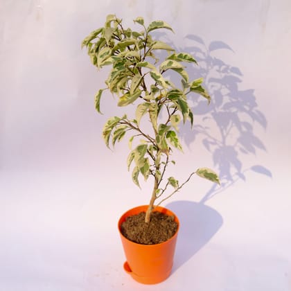 Buy Ficus Starlight in 4 Inch Orange Florence Self Watering Pot Online | Urvann.com