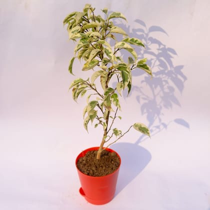 Buy Ficus Starlight in 4 Inch Red Florence Self Watering Pot Online | Urvann.com