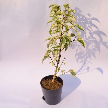 Buy Ficus Starlight in 4 Inch Black Florence Self Watering Pot Online | Urvann.com