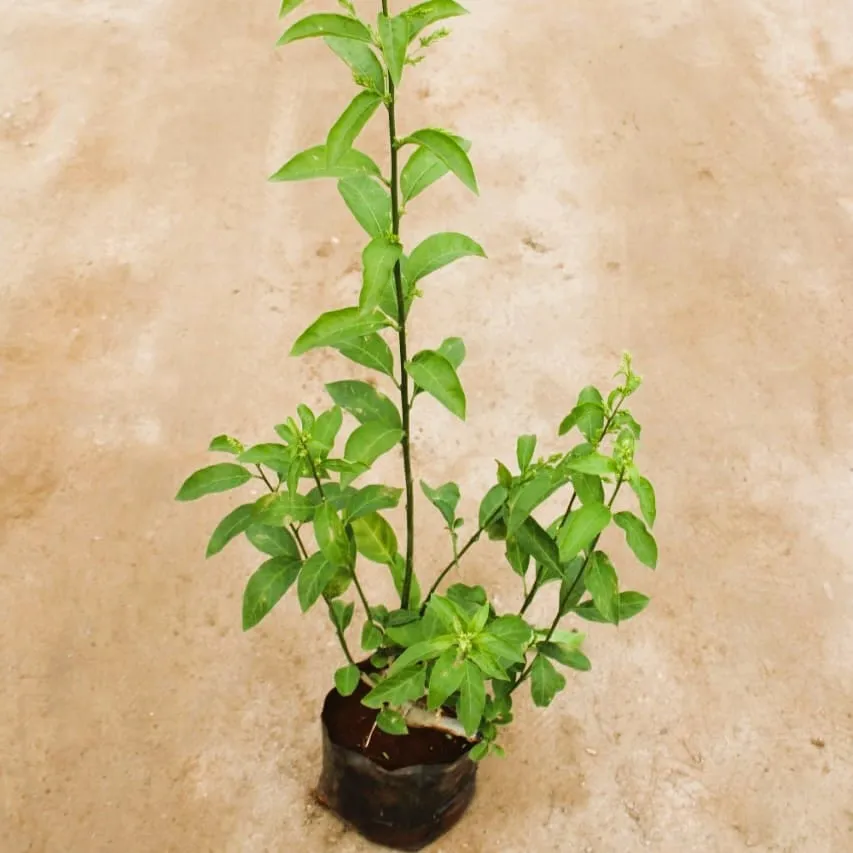 Raat ki Rani / Night Blooming Jasmine Pune vareity in 8 Inch Nursery Bag
