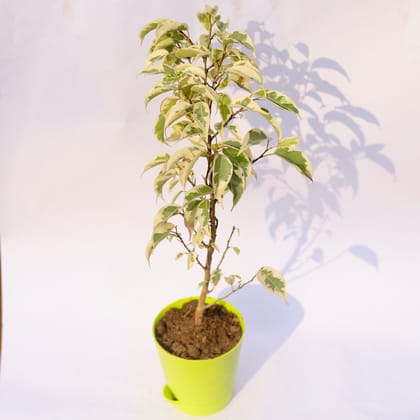 Buy Ficus Starlight in 4 Inch Green Florence Self Watering Pot Online | Urvann.com