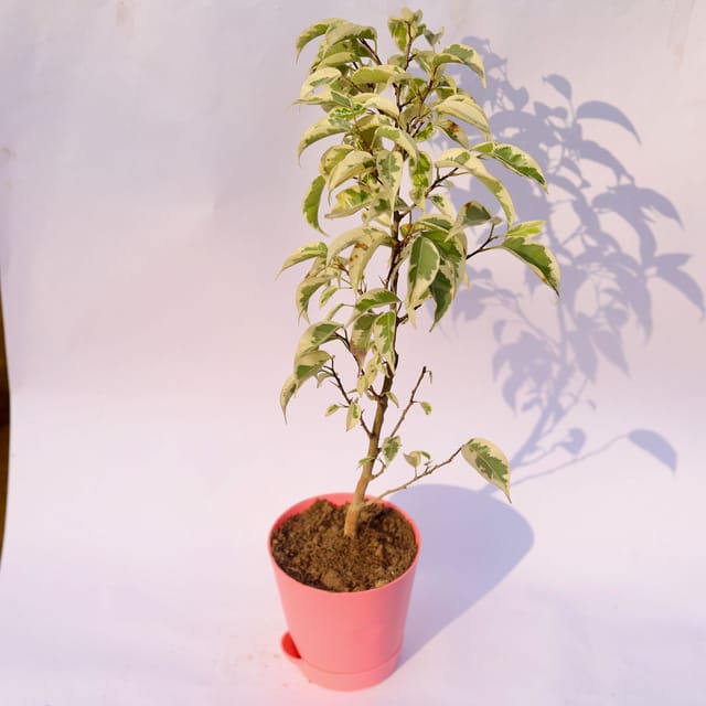 Ficus Starlight in 4 Inch Pink Florence Self Watering Pot