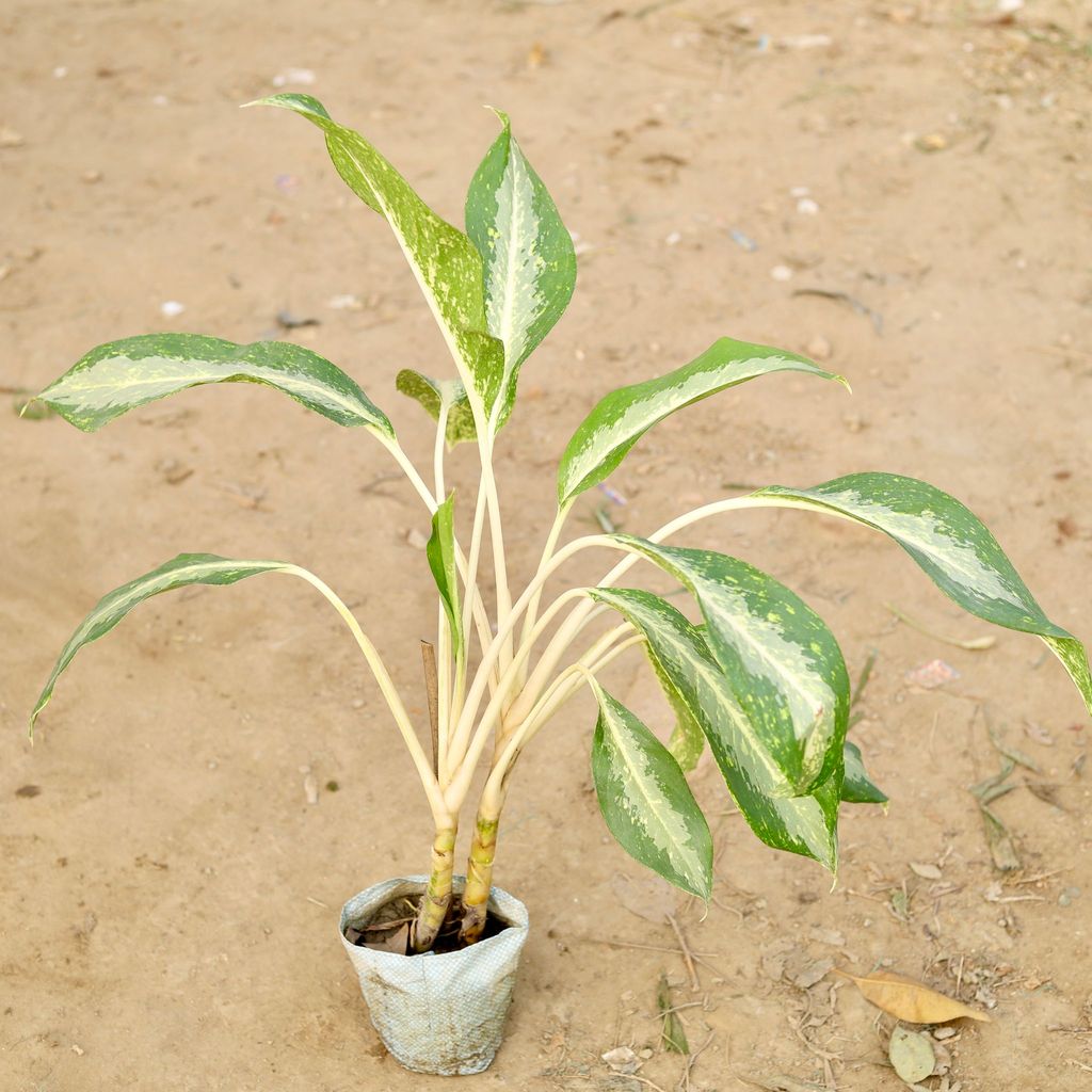 Aglaonema White Rajah in 4 Inch Nursery Bag
