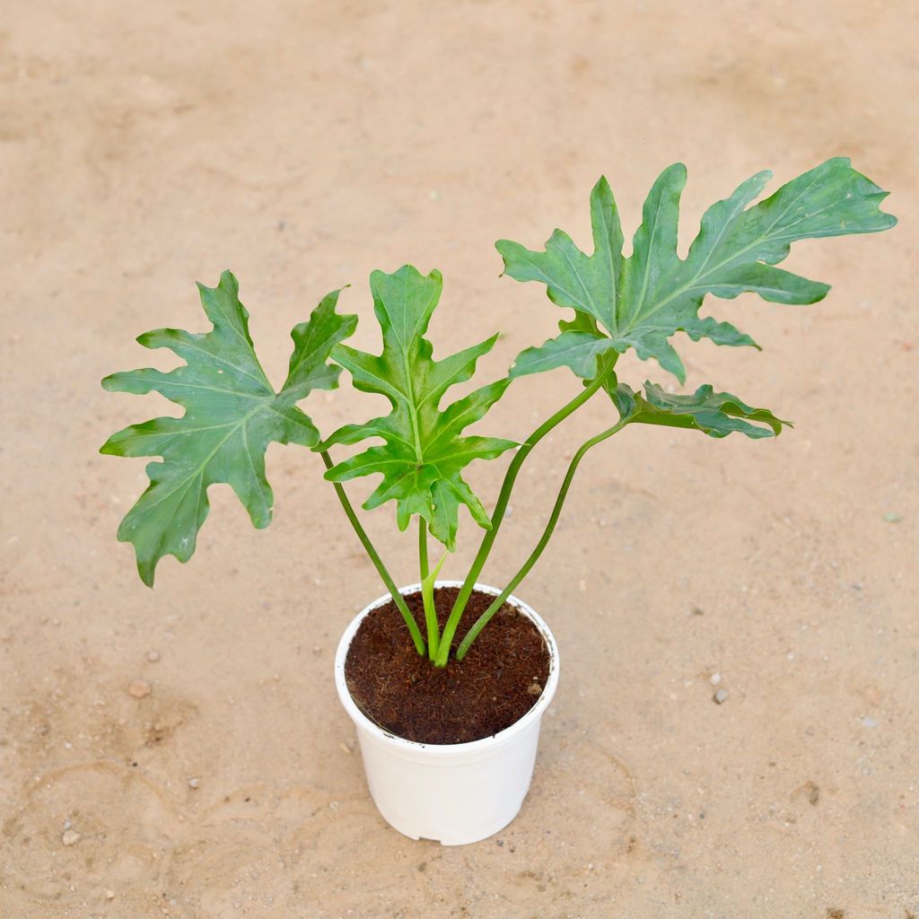 Buy Philodendron Selloum in 6 Inch White Nursery Pot Online | Urvann.com Philodendron Selloum in 6 Inch White Nursery Pot