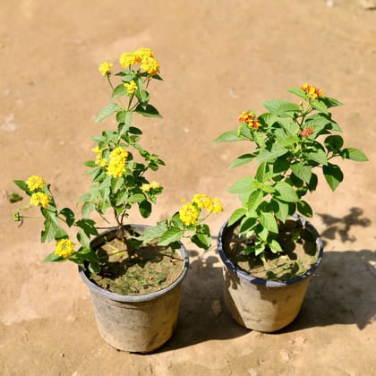 Buy Set of 2 - Lantana (any colour) in 6 Inch Nursery Pot Online | Urvann.com