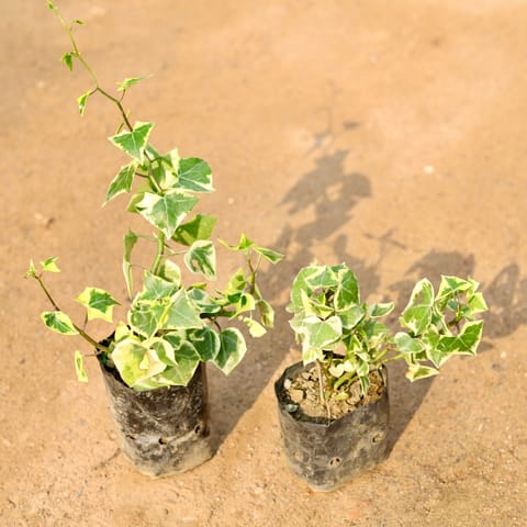 Set of 2 - English Ivy Succulent in 4 Inch Nursery Bag