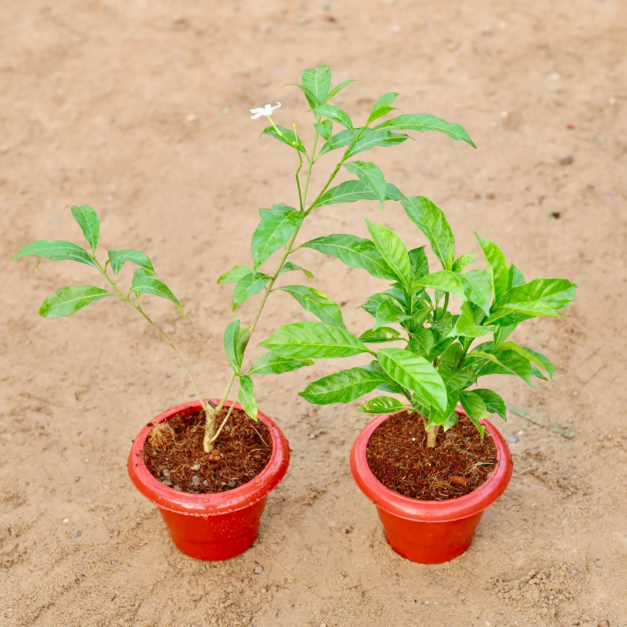 Set of 2 - Chandni Green & Double in 6 Inch Classy Red Plastic Pot
