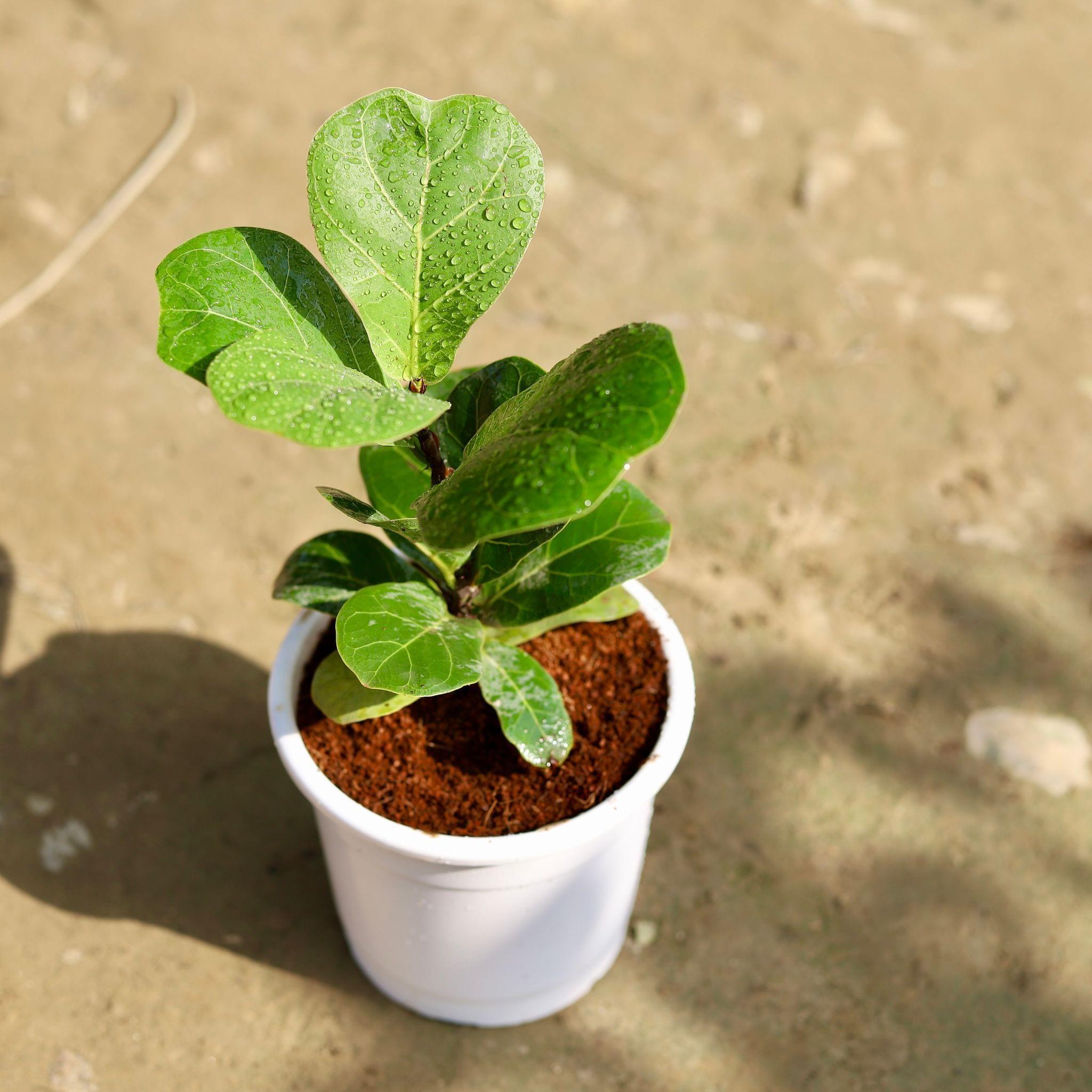 Fiddle Leaf Fig / Ficus Lyrata in 4 Inch White Nursery Pot