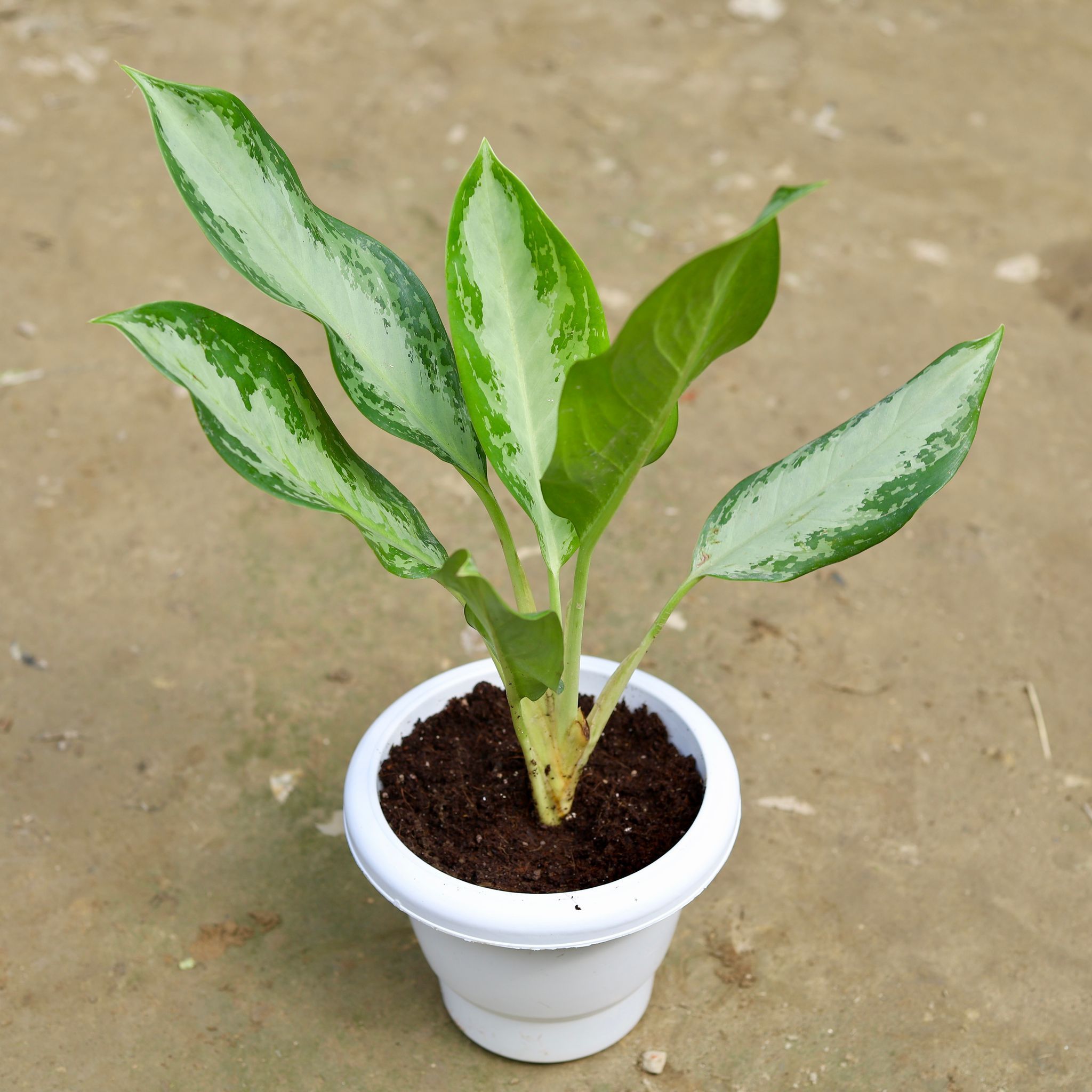 Aglaonema Emerald Bay in 8 Inch Classy White Pot