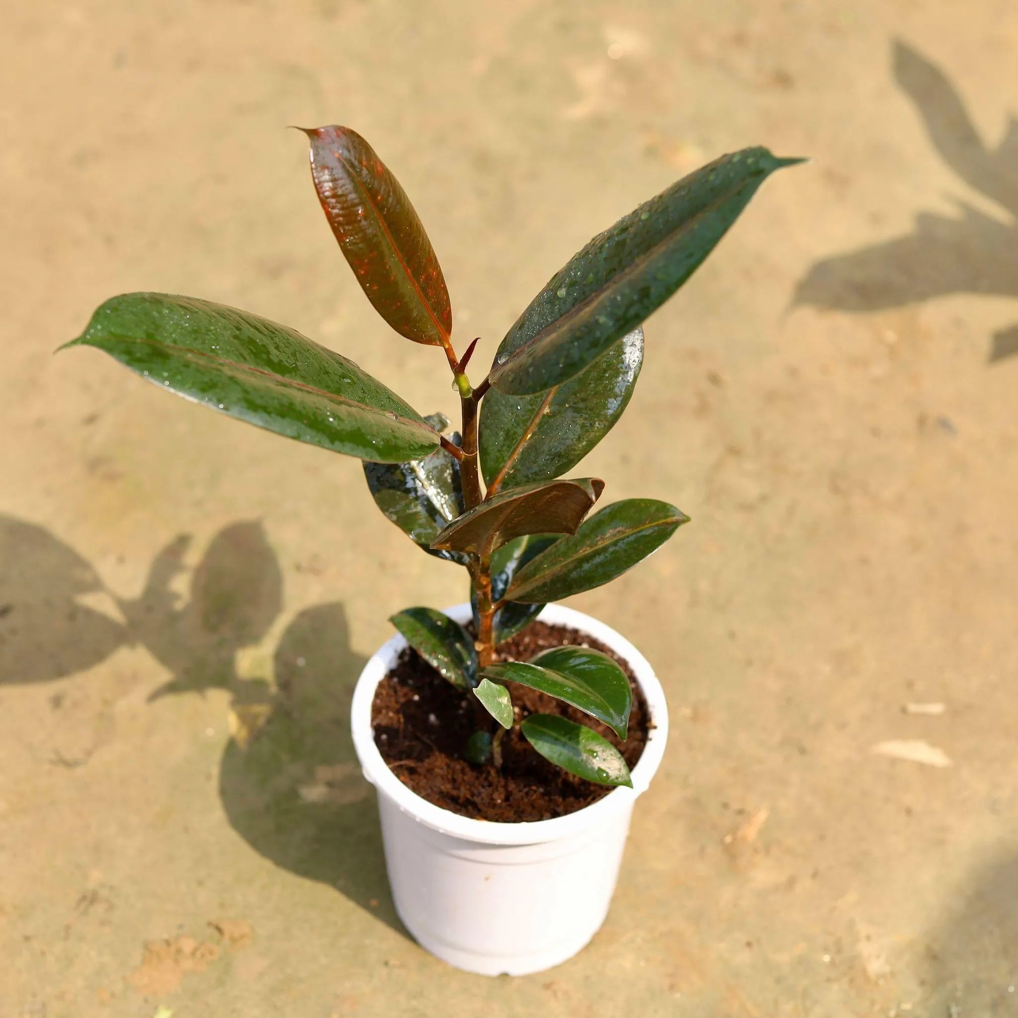 Rubber Plant Black in 5 Inch White Nursery Pot